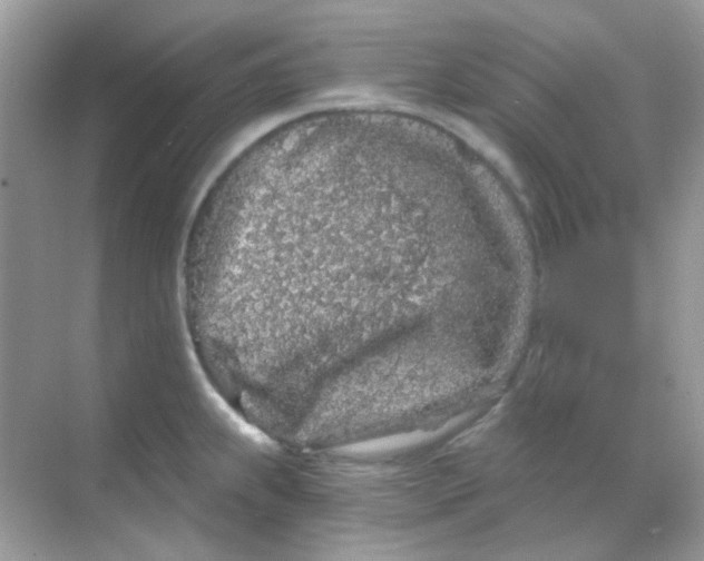 X0000068281239200605121904