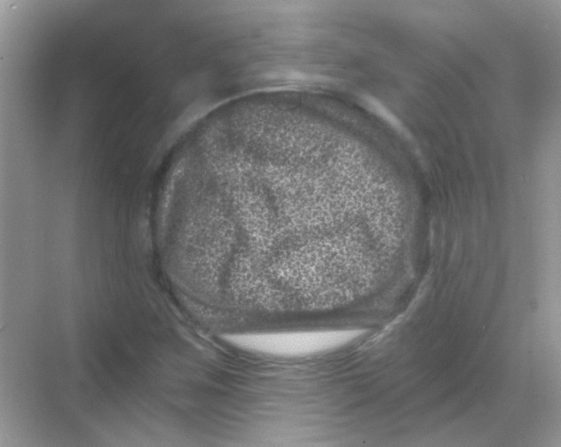 X0000068281259200605121903