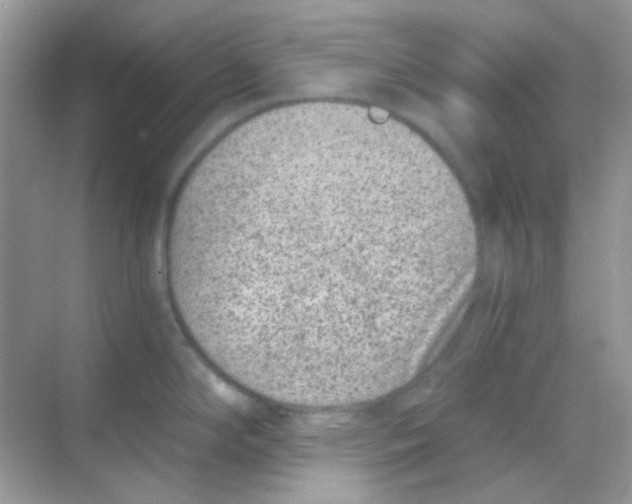 X0000068281294200605121902