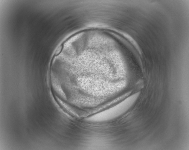 X0000068281295200605121902