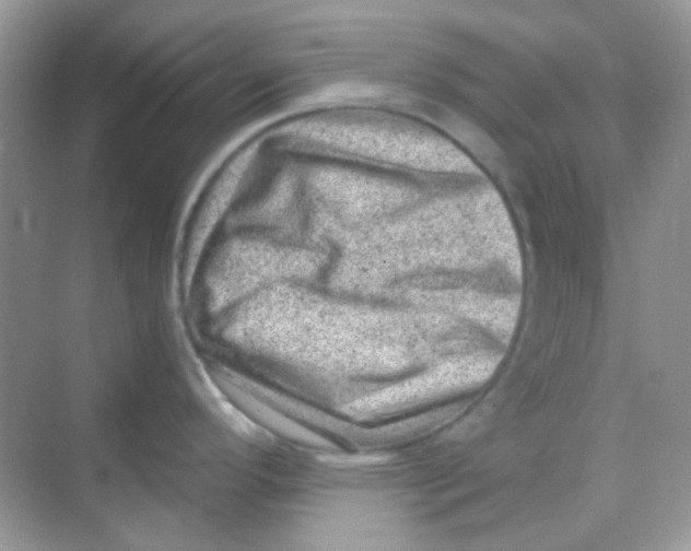 X0000068281296200605121902