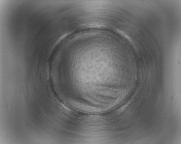 X0000068281306200605121901