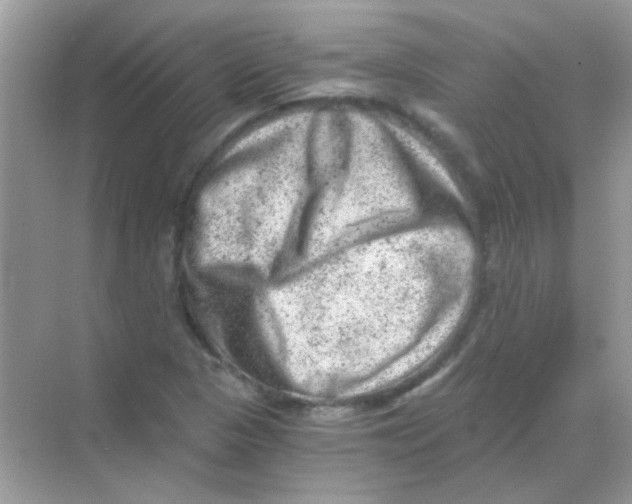 X0000068281313200605121901