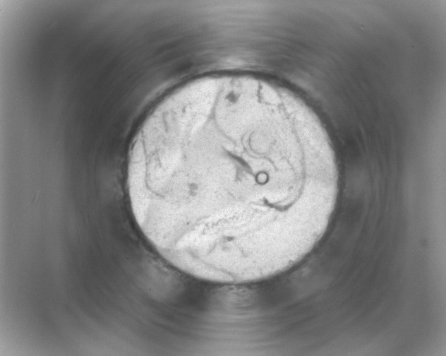 X0000068281314200605121902