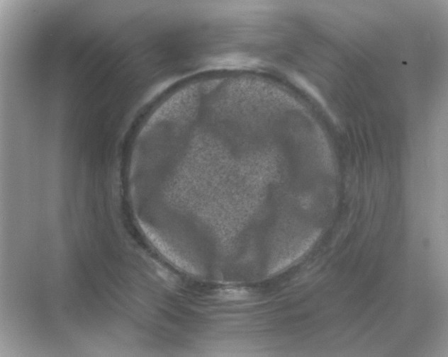 X0000068281315200605121902