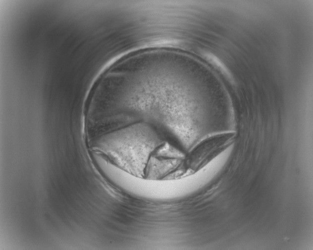 X0000068281324200605121902