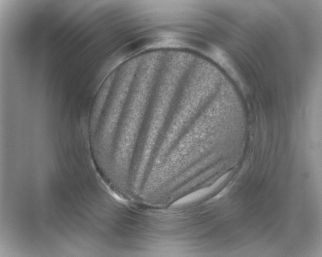 X0000068281337200605121902