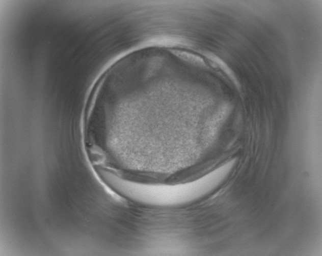 X0000068281343200605121902