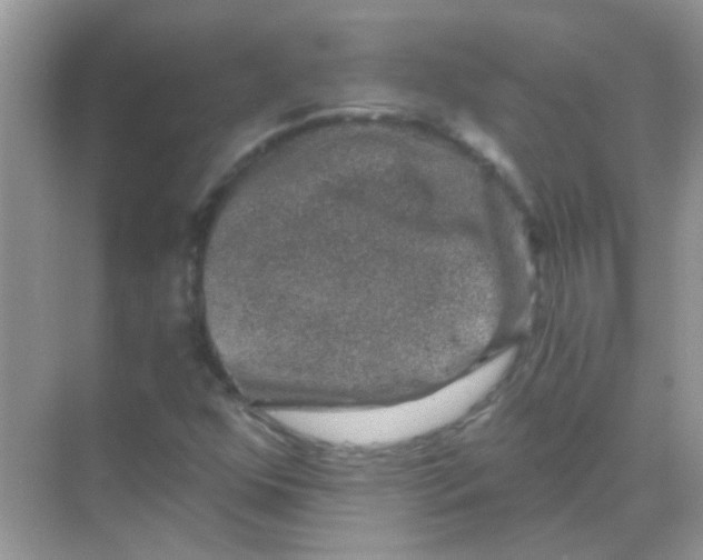 X0000068281352200605121901