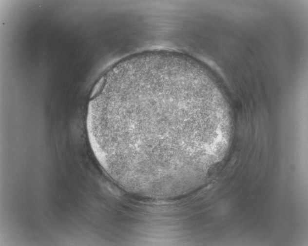 X0000068281359200605121901