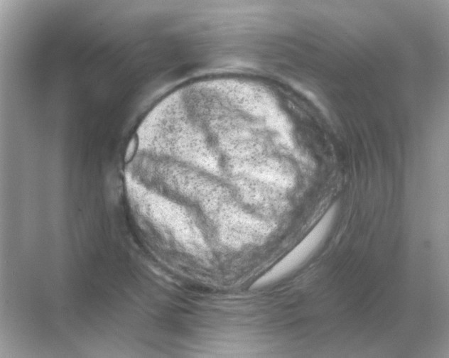 X0000068281363200605121901