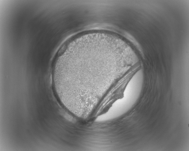 X0000068281368200605121901