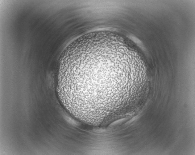 X0000068281369200605121901