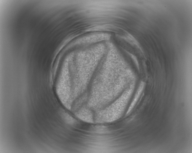 X0000068281370200605121901