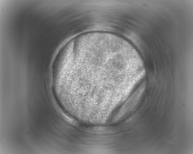 X0000068281371200605121901