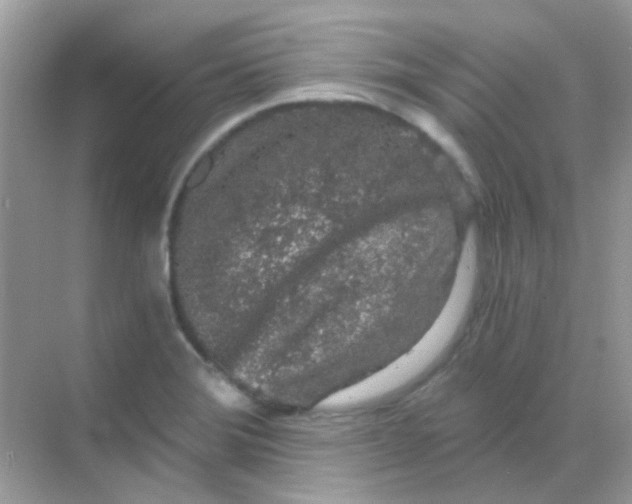 X0000068281372200605121901