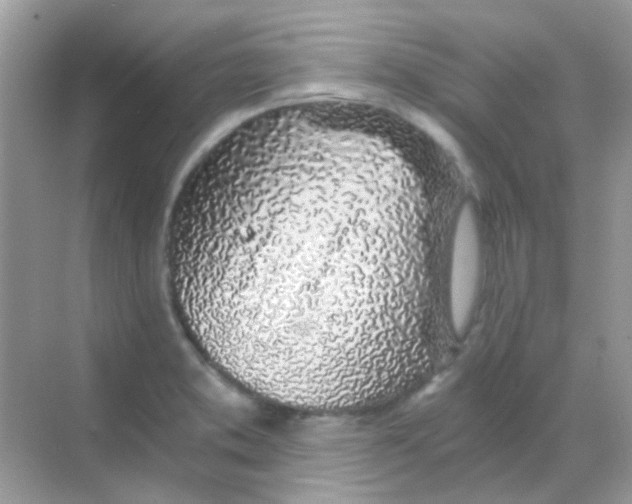 X0000068281373200605121901