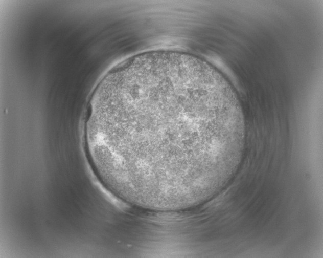 X0000068281383200605121901