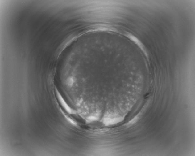 X0000068281385200605121901