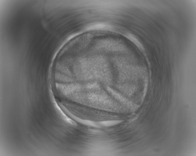 X0000068281392200605121900