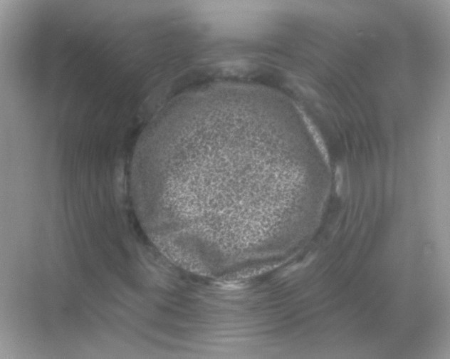 X0000068281395200605121900