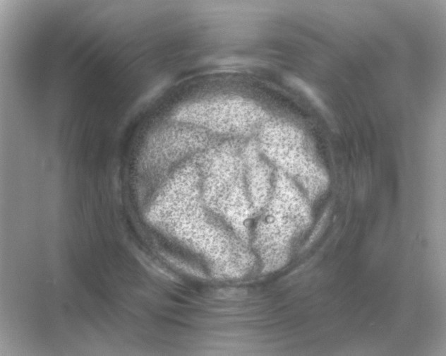 X0000068281403200605121900