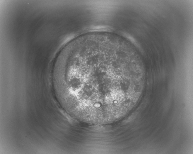 X0000068281405200605121900