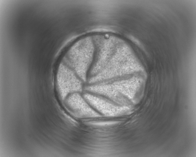 X0000068281408200605121900