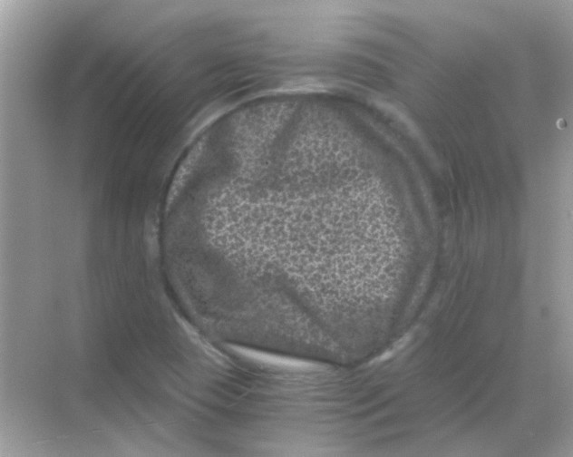 X0000068281409200605121900