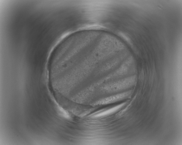 X0000068281414200605121900