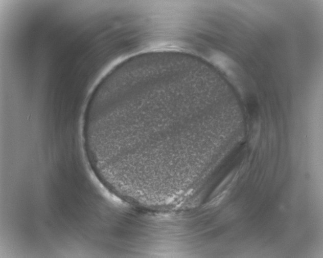 X0000068281422200605121900