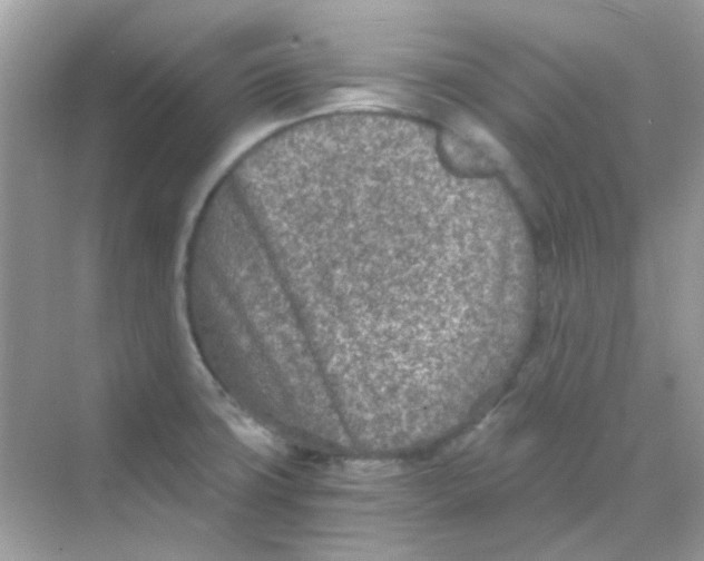 X0000068281427200605121900