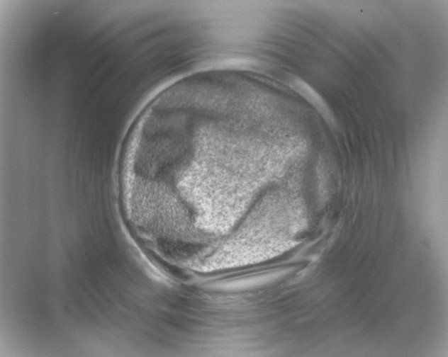 X0000068281436200605121900