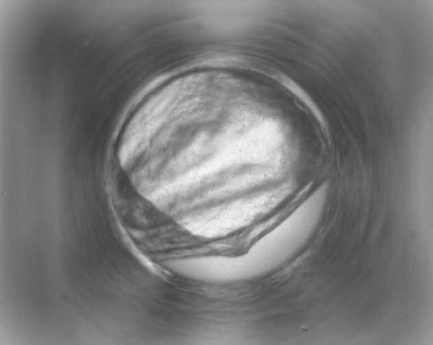 X0000068281437200605121900