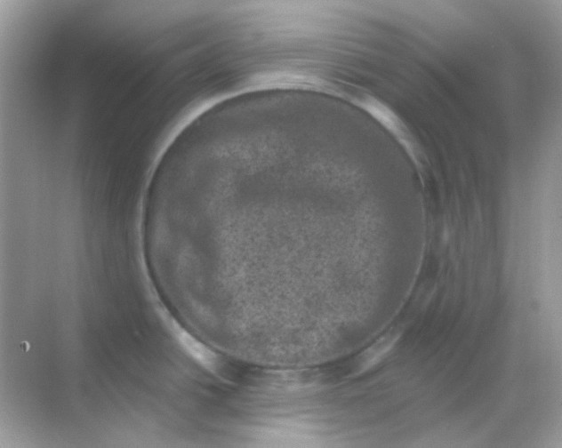 X0000068281438200605121900