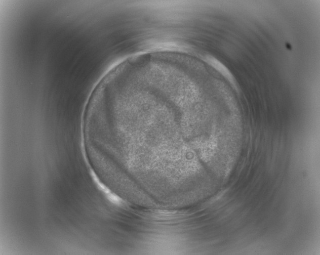 X0000068281439200605121900