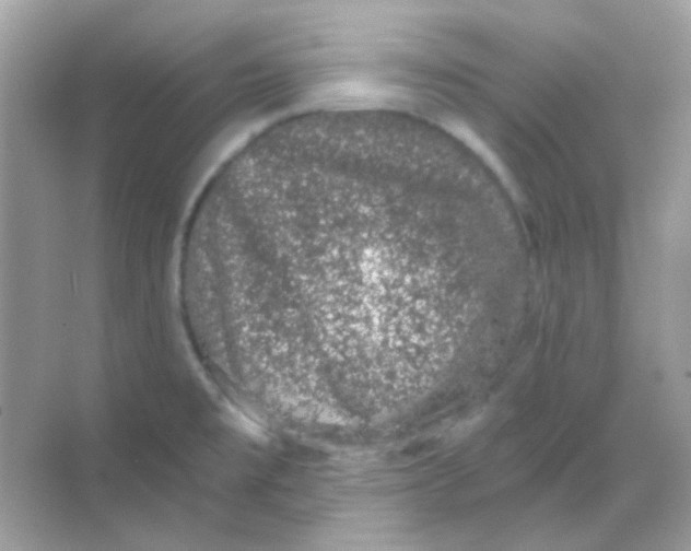 X0000068281477200605121859