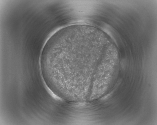 X0000068281482200605121859