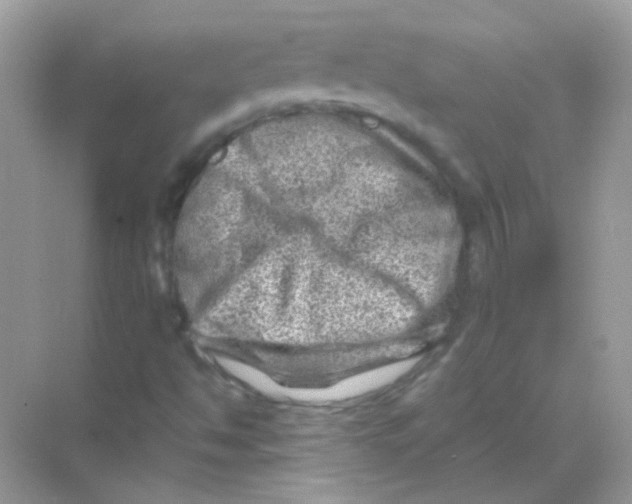 X0000068281494200605121858