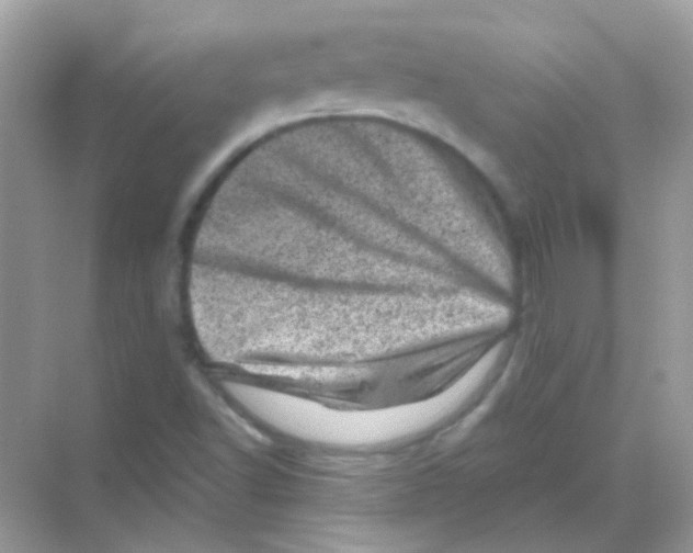 X0000068281502200605121858