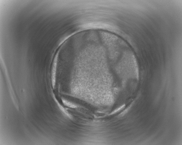 X0000068281521200605121859