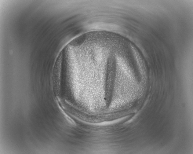 X0000068281529200605121859