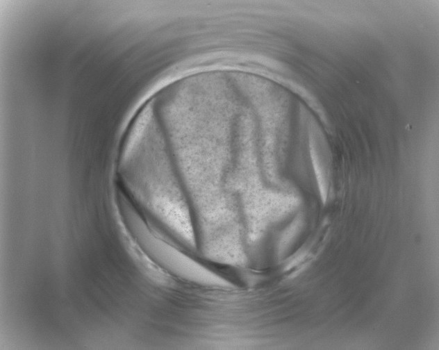 X0000068281530200605121859