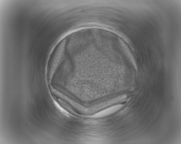 X0000068281535200605121859