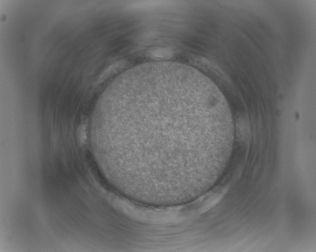 X0000068280032200605191904