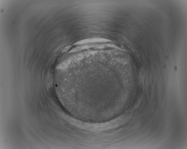 X0000068280043200605191904