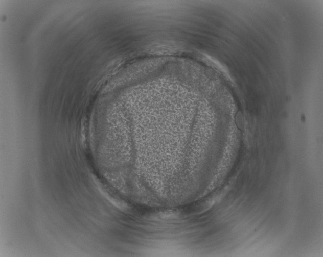 X0000068280065200605191903