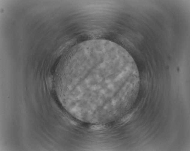 X0000068280139200605191903