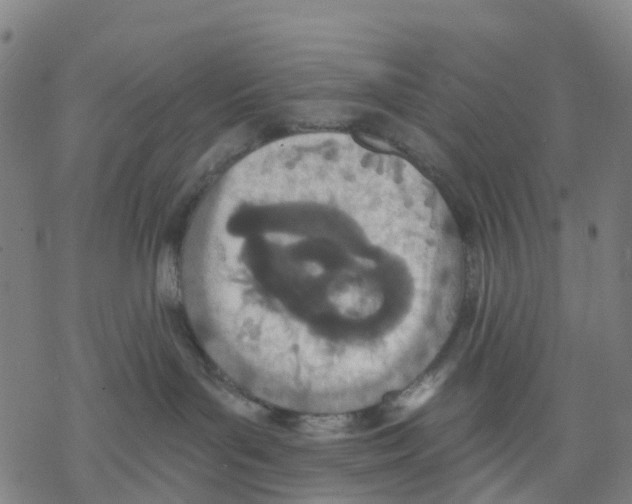 X0000068280143200605191902