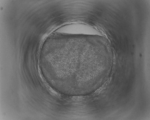 X0000068280145200605191902